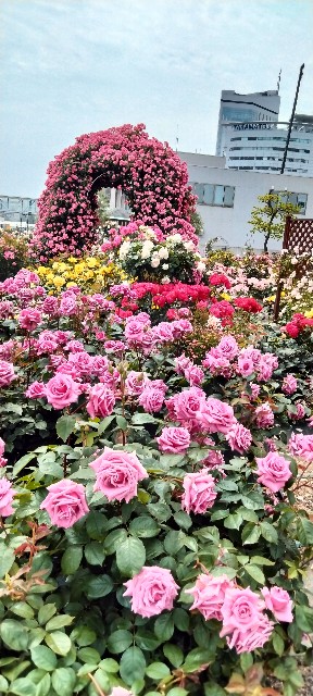 f:id:larosebleuemam:20250521122303j:image