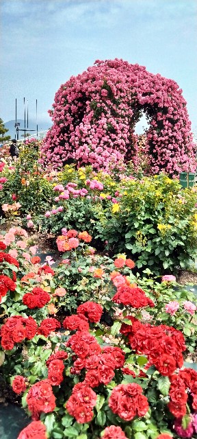f:id:larosebleuemam:20250521122327j:image