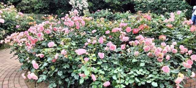 f:id:larosebleuemam:20250601162750j:image