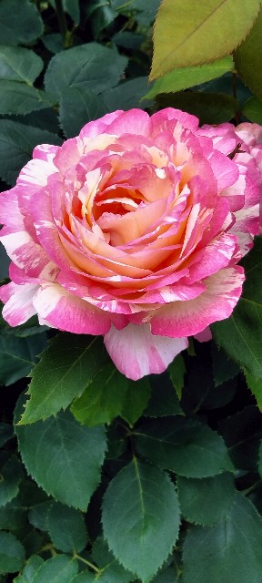 f:id:larosebleuemam:20250601163040j:image