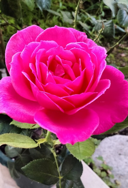 f:id:larosebleuemam:20250620065639j:image