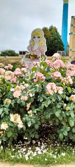 f:id:larosebleuemam:20250621145720j:image