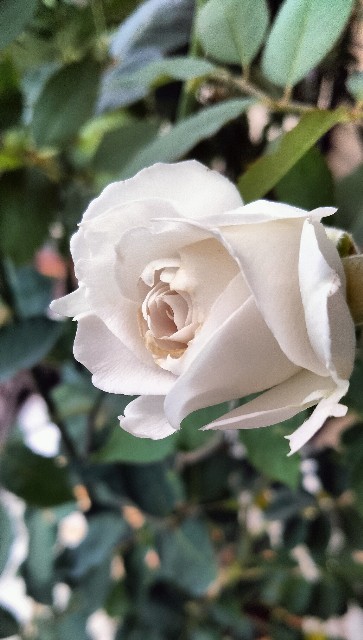 f:id:larosebleuemam:20250622135644j:image