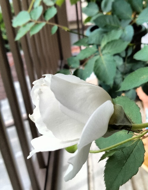 f:id:larosebleuemam:20250622135652j:image