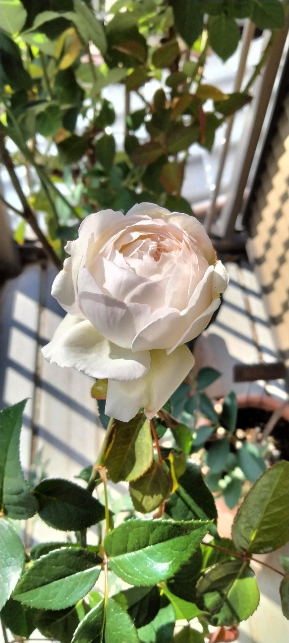 f:id:larosebleuemam:20251126114131j:image