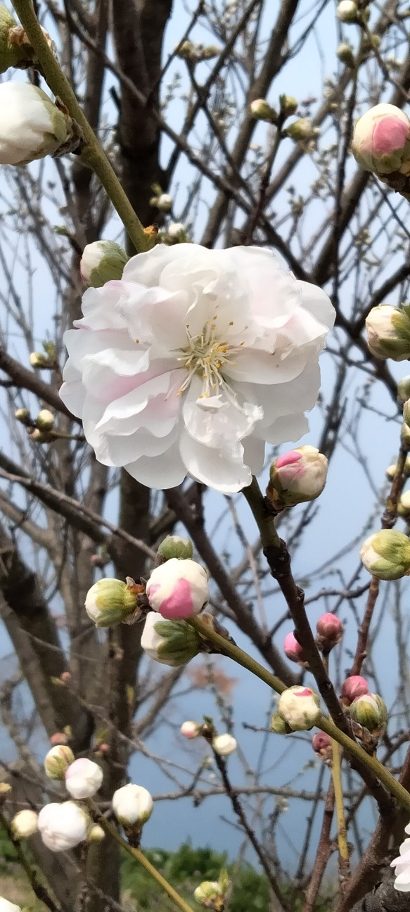 f:id:larosebleuemam:20260330095705j:image