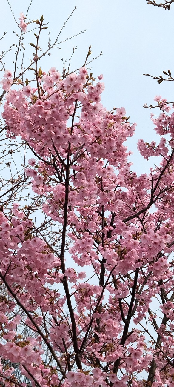 f:id:larosebleuemam:20260330095708j:image