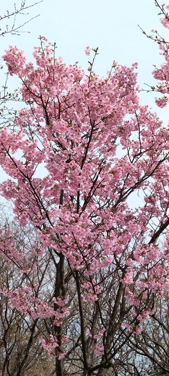 f:id:larosebleuemam:20260330095709j:image