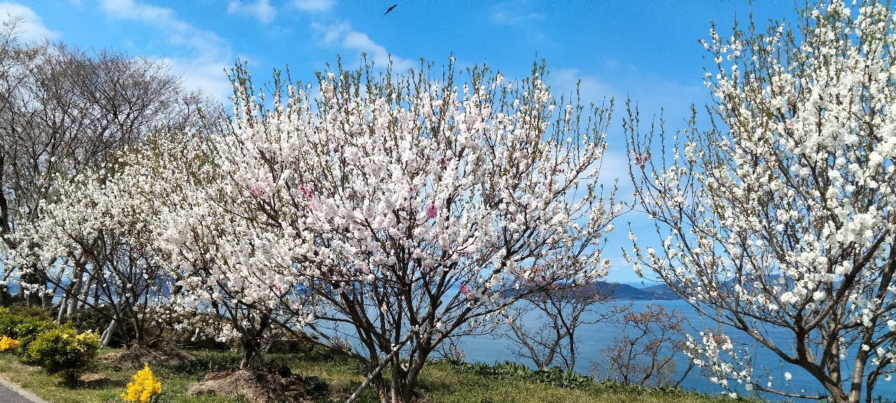f:id:larosebleuemam:20260405173614j:image