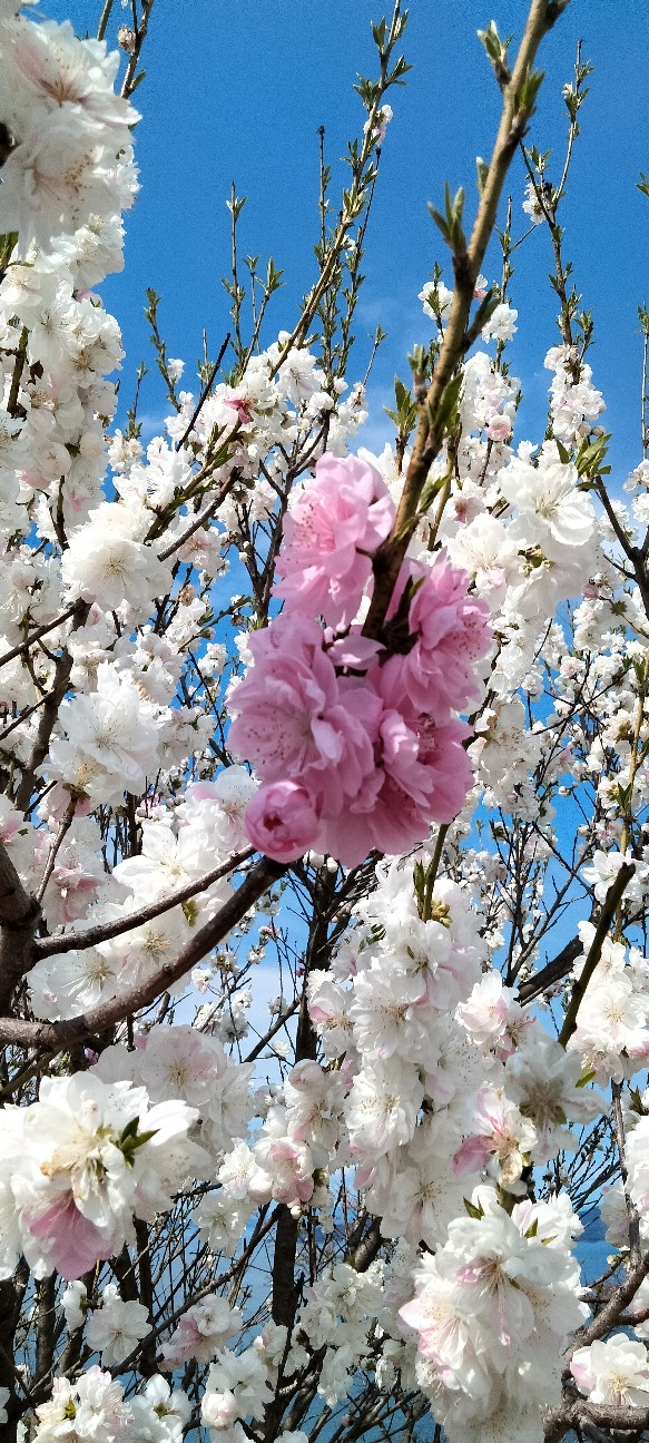 f:id:larosebleuemam:20260405173617j:image