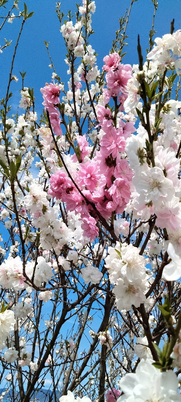 f:id:larosebleuemam:20260405173618j:image
