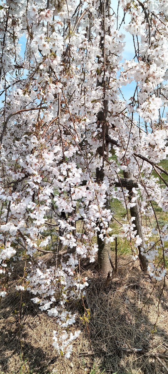 f:id:larosebleuemam:20260405173714j:image