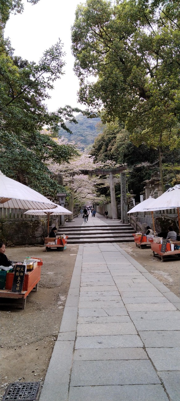 f:id:larosebleuemam:20260409153621j:image