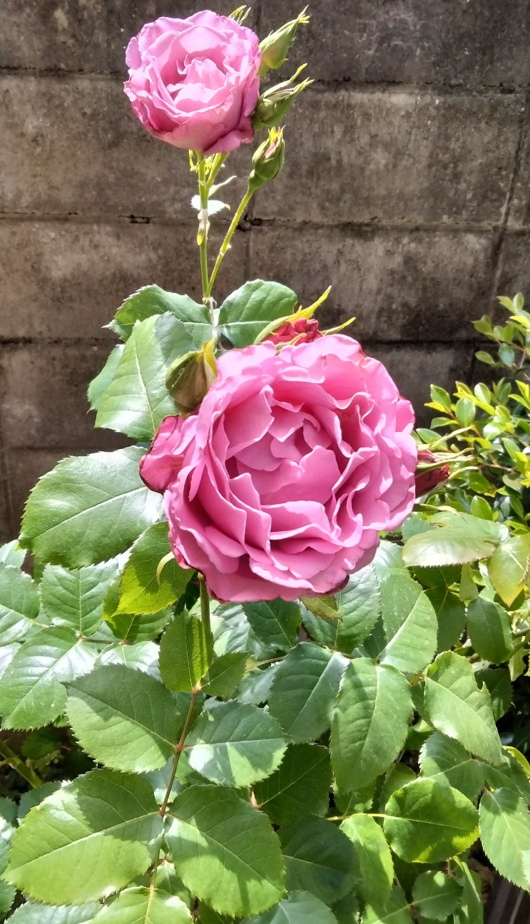 f:id:larosebleuemam:20260507120232j:image