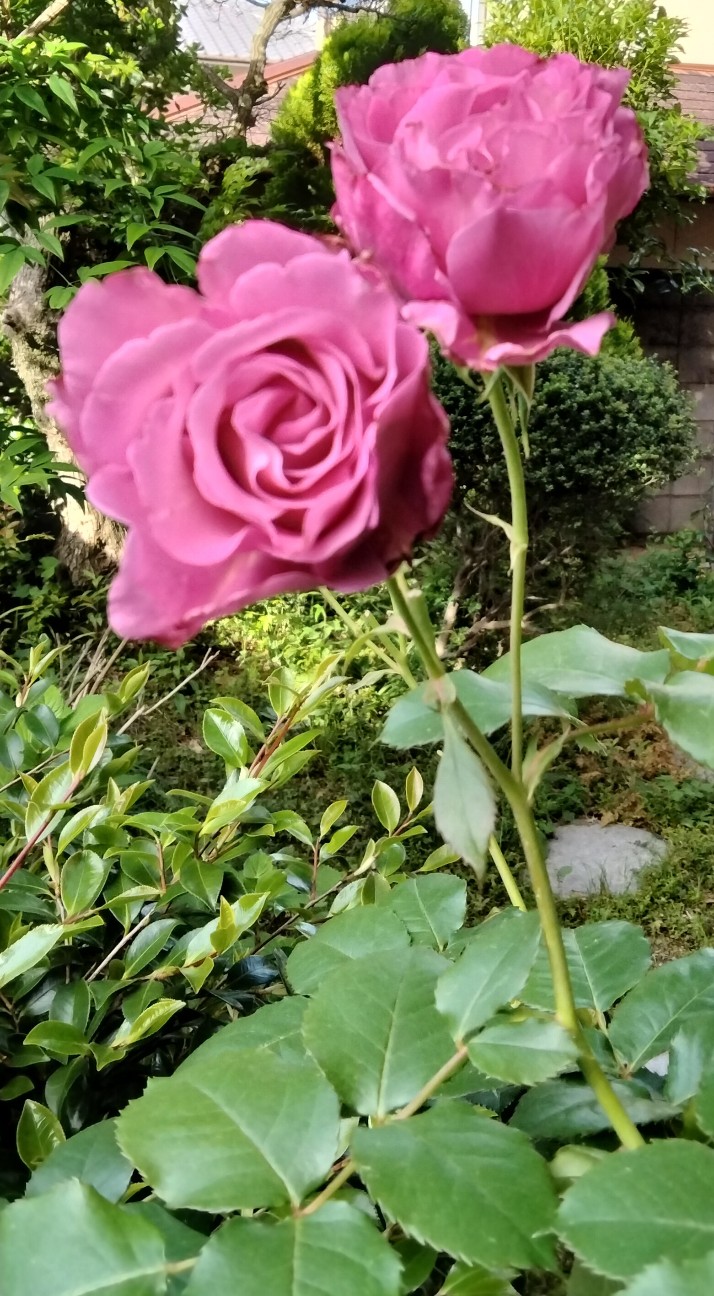 f:id:larosebleuemam:20260507120233j:image