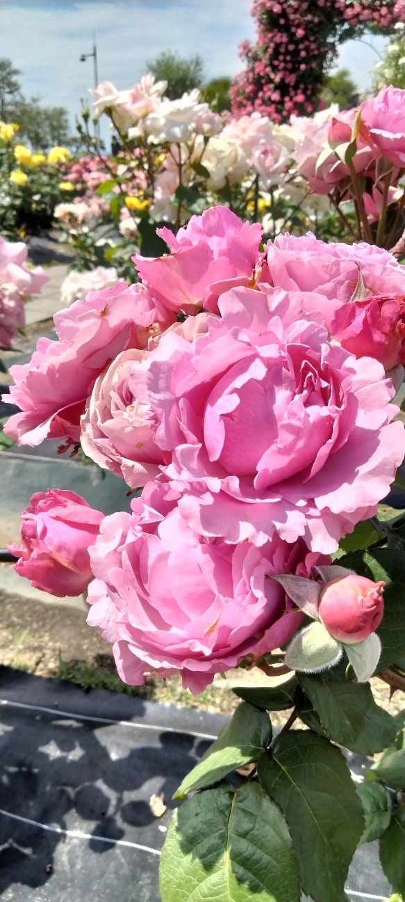 f:id:larosebleuemam:20260514163029j:image