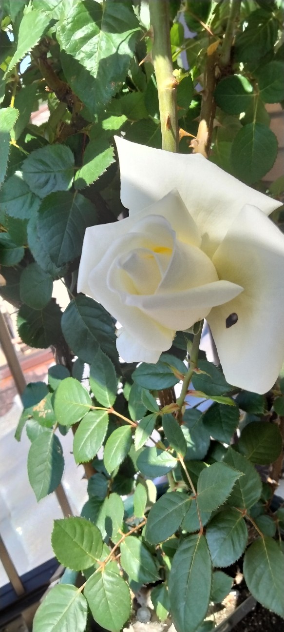 f:id:larosebleuemam:20260519091437j:image