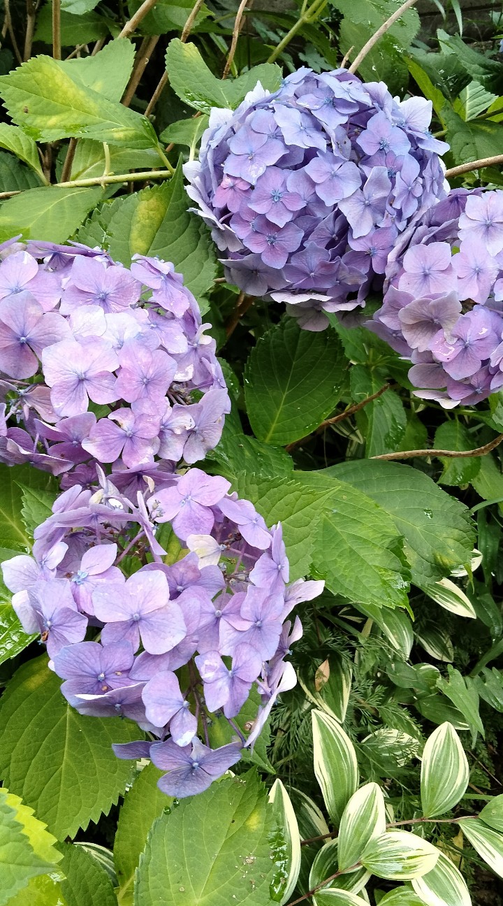 f:id:larosebleuemam:20260623111812j:image