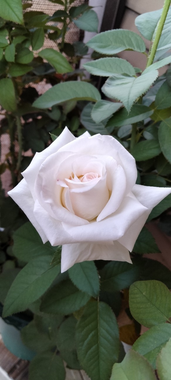 f:id:larosebleuemam:20260801183320j:image f:id:larosebleuemam:20260801183320j:image