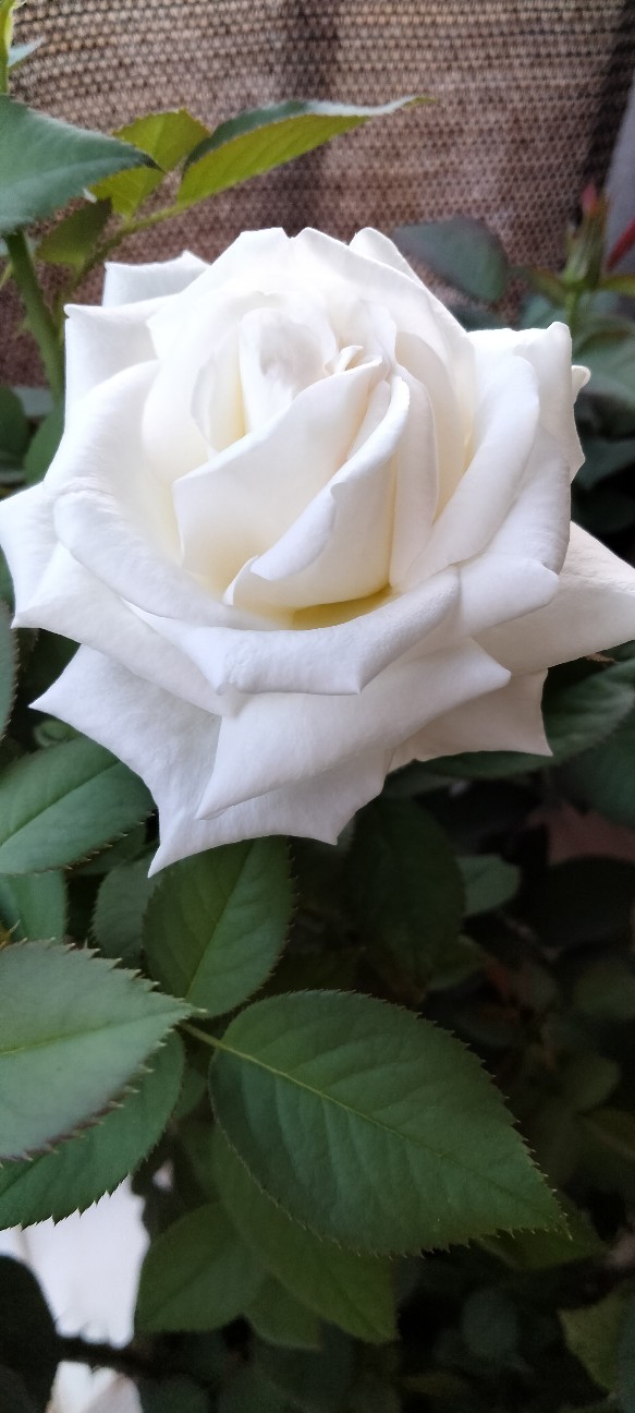 f:id:larosebleuemam:20260801183321j:image f:id:larosebleuemam:20260801183321j:image