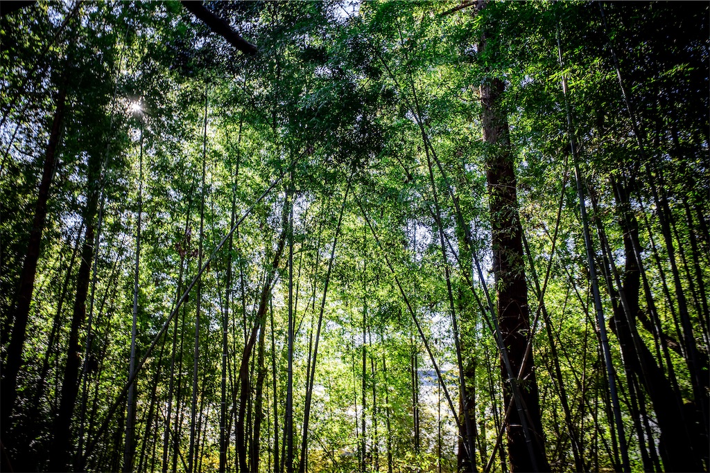 f:id:lastgarden69x:20230219114344j:image