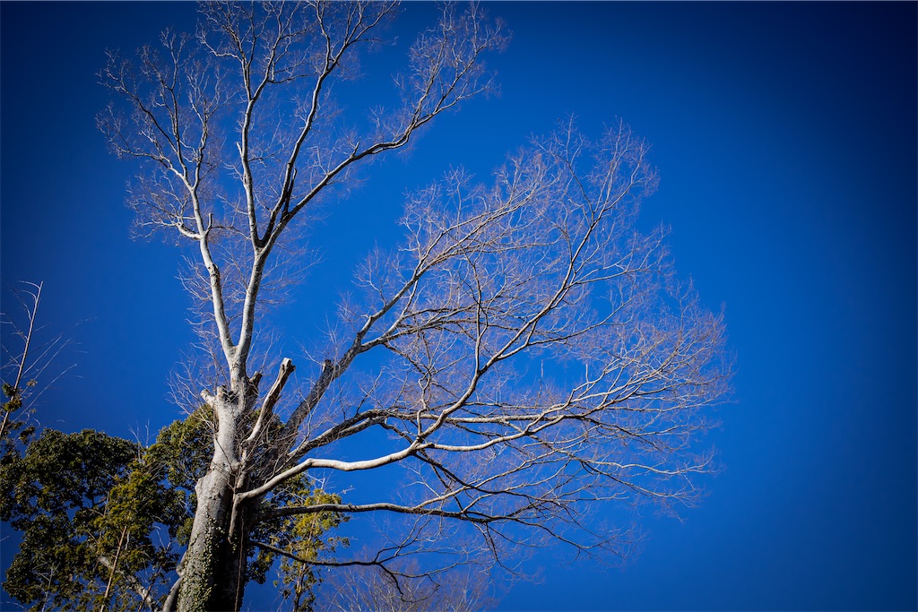 f:id:lastgarden69x:20230223230417j:image