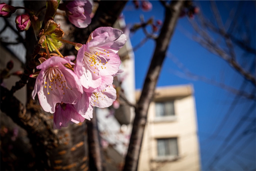 f:id:lastgarden69x:20230303163602j:image