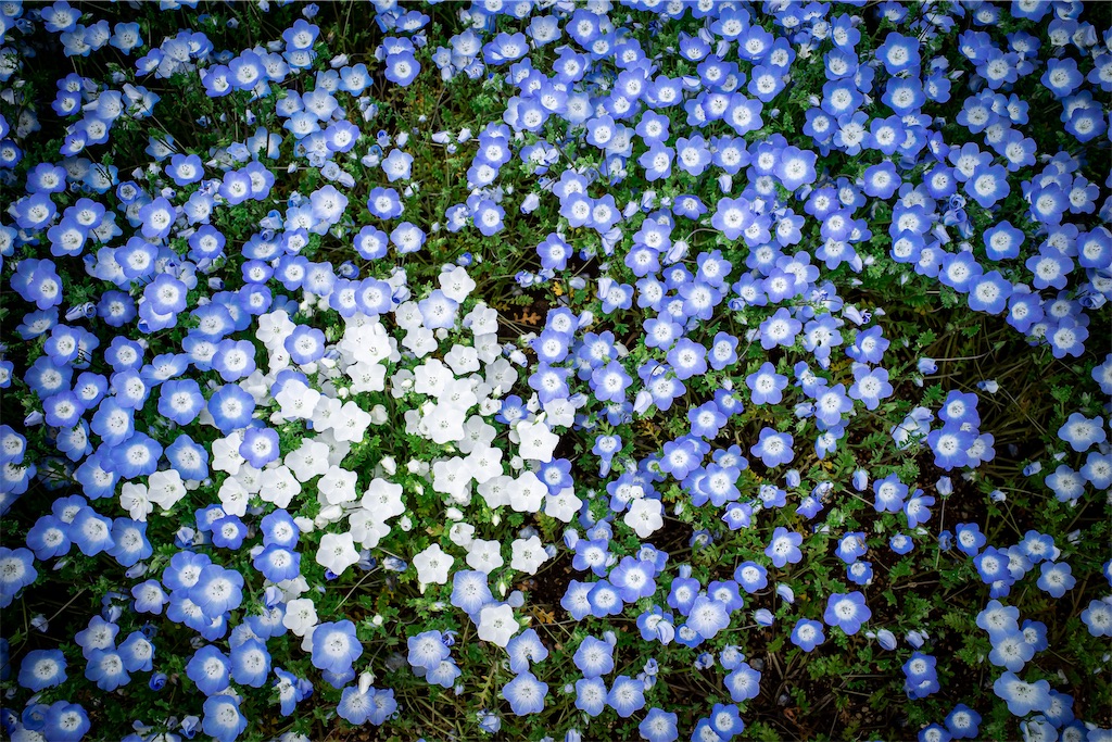 f:id:lastgarden69x:20230505144433j:image