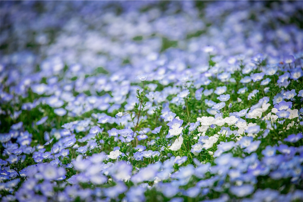 f:id:lastgarden69x:20230505144438j:image
