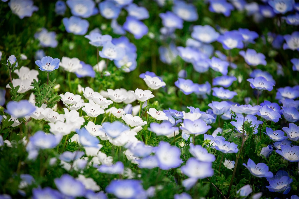 f:id:lastgarden69x:20230505144449j:image