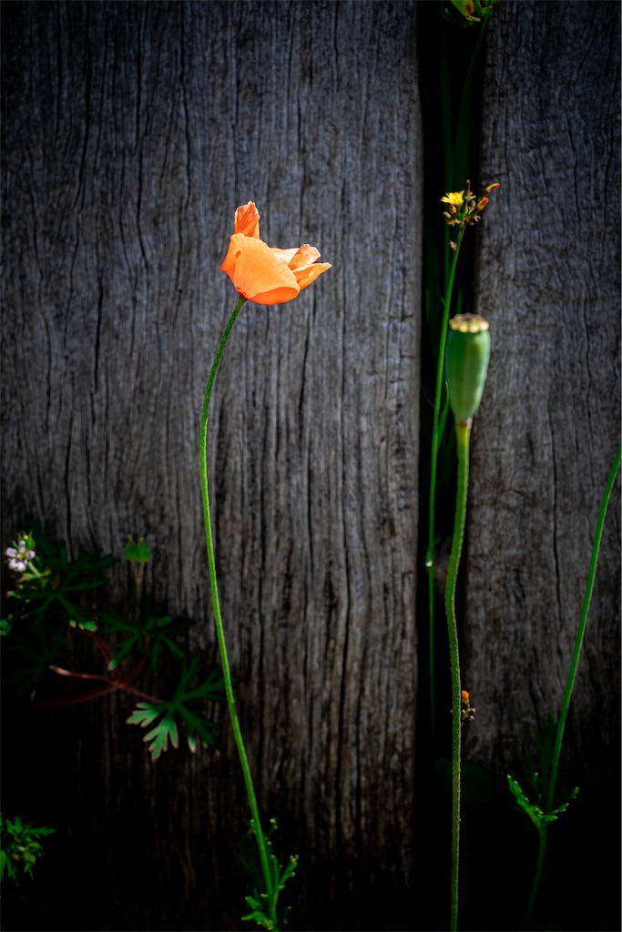 f:id:lastgarden69x:20230507153315j:image