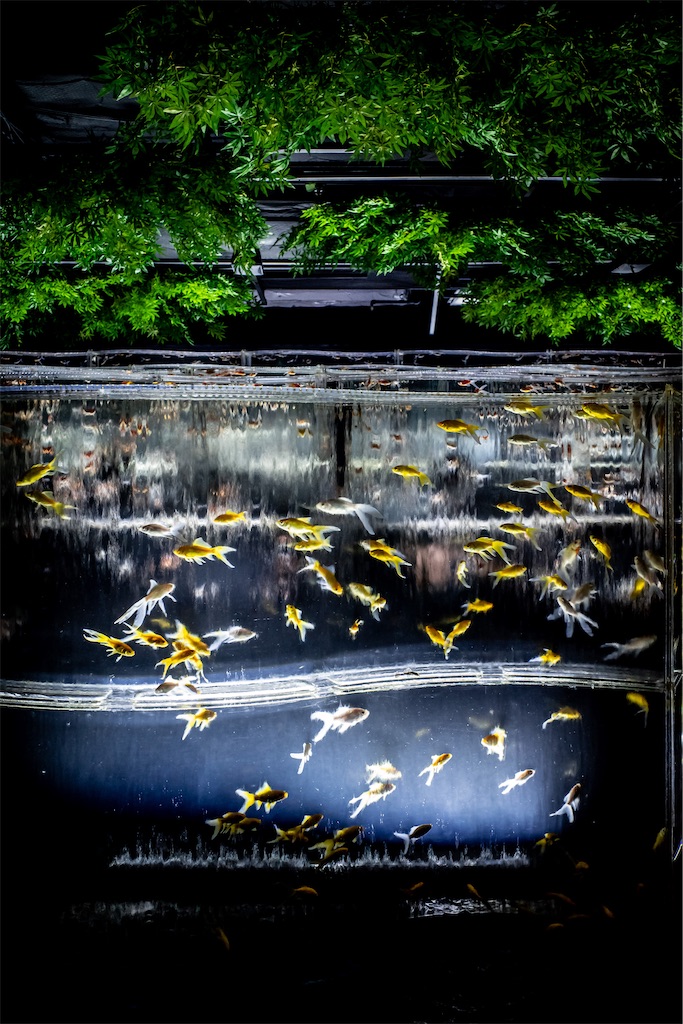 f:id:lastgarden69x:20230724153223j:image