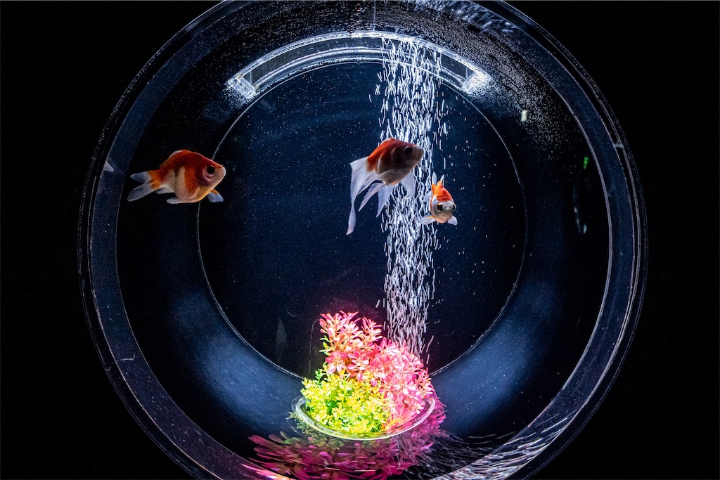 f:id:lastgarden69x:20230724153226j:image