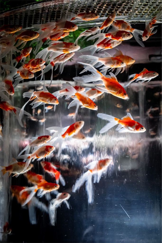 f:id:lastgarden69x:20230724153230j:image