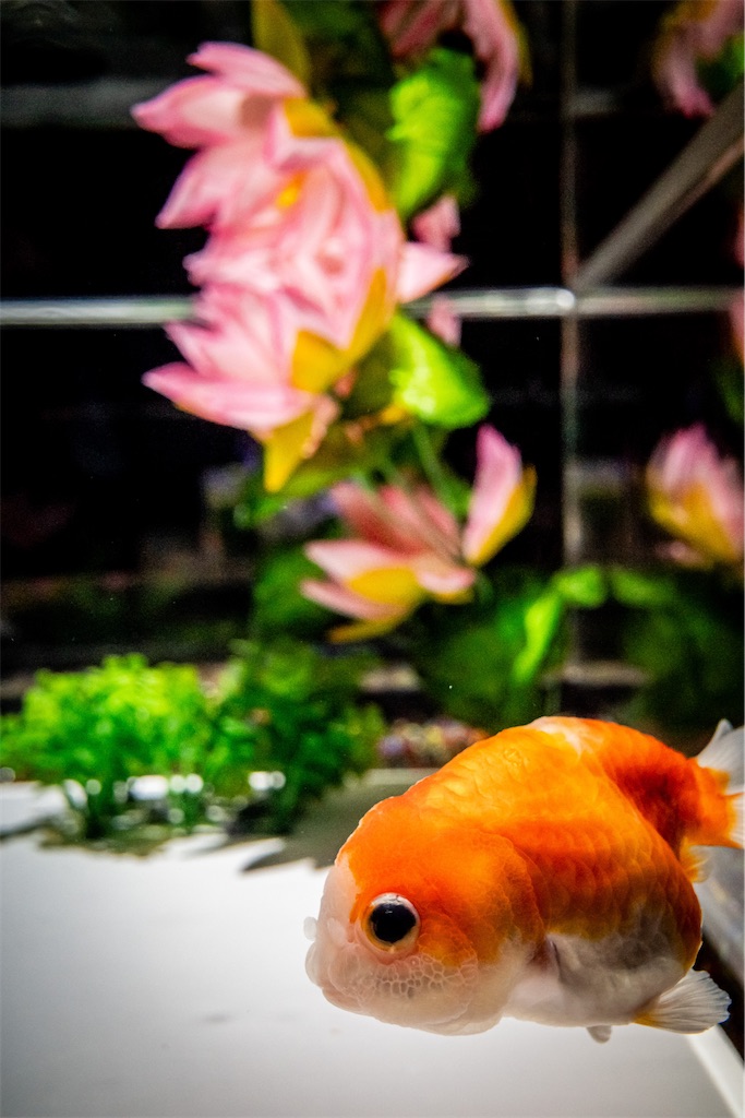 f:id:lastgarden69x:20230812132401j:image