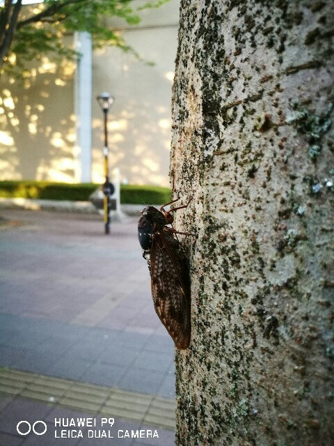 f:id:lastline:20160819144803j:image