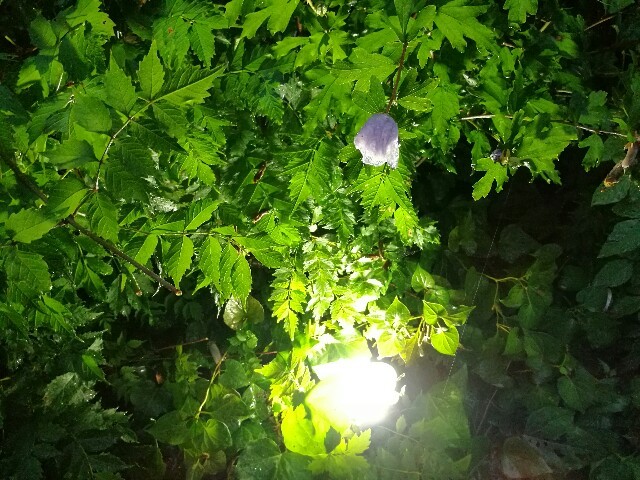 f:id:lastline:20160819150612j:image