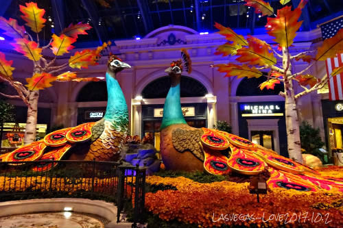 f:id:lasvegas-love:20180510170950j:plain