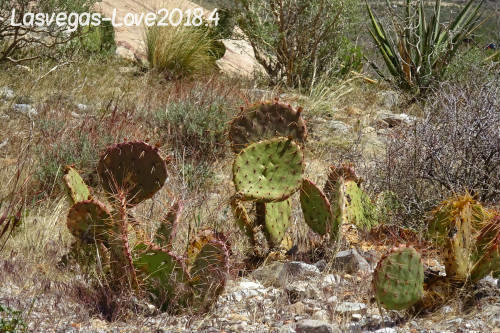 f:id:lasvegas-love:20190210214606j:plain