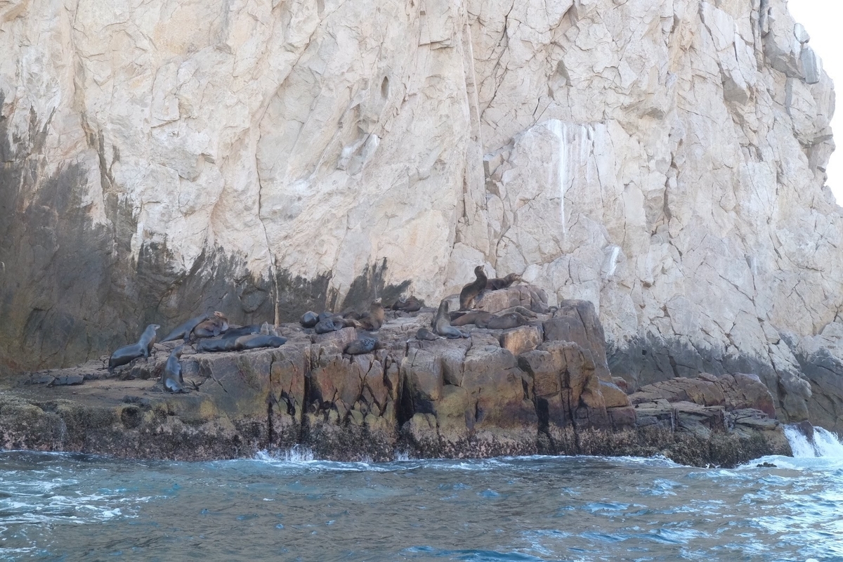 ロスカボス　ホエールウォッチング