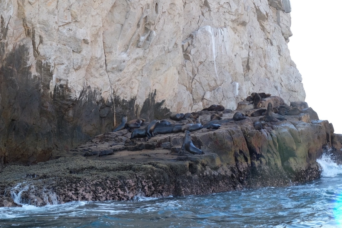 ロスカボス　ホエールウォッチング