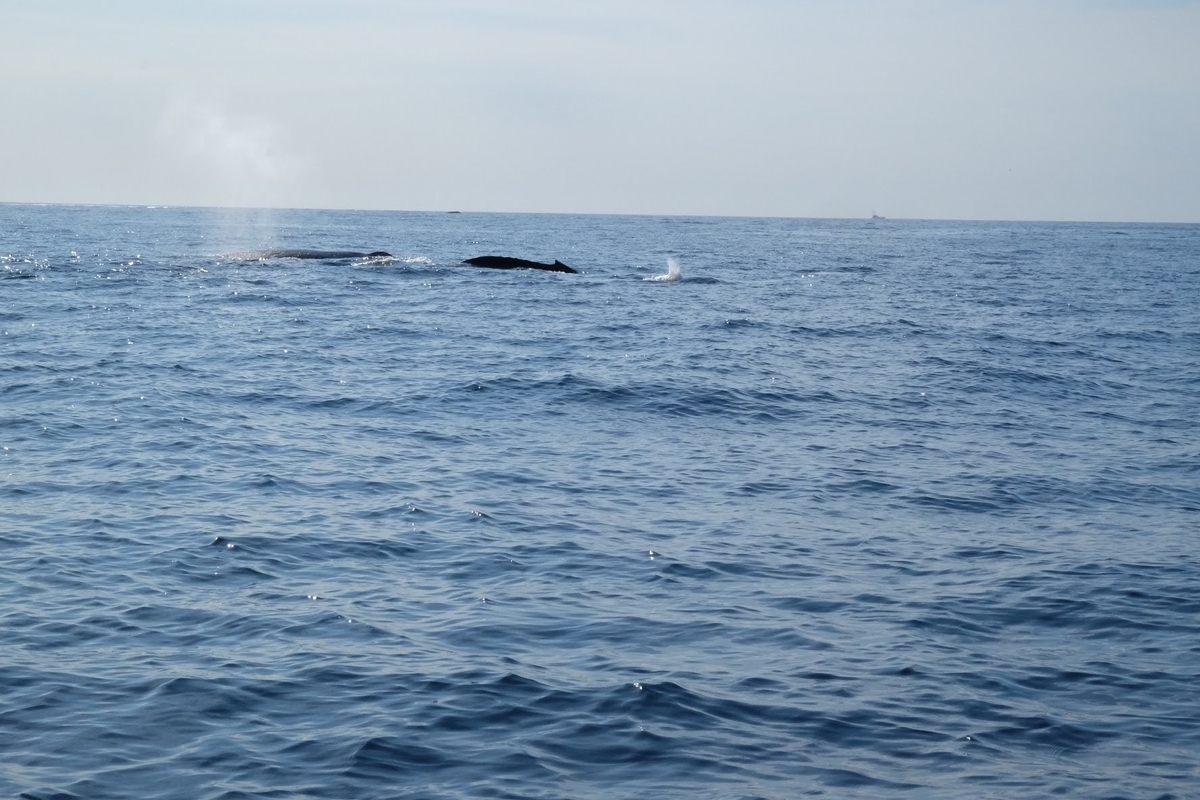 ロスカボス　ホエールウォッチング