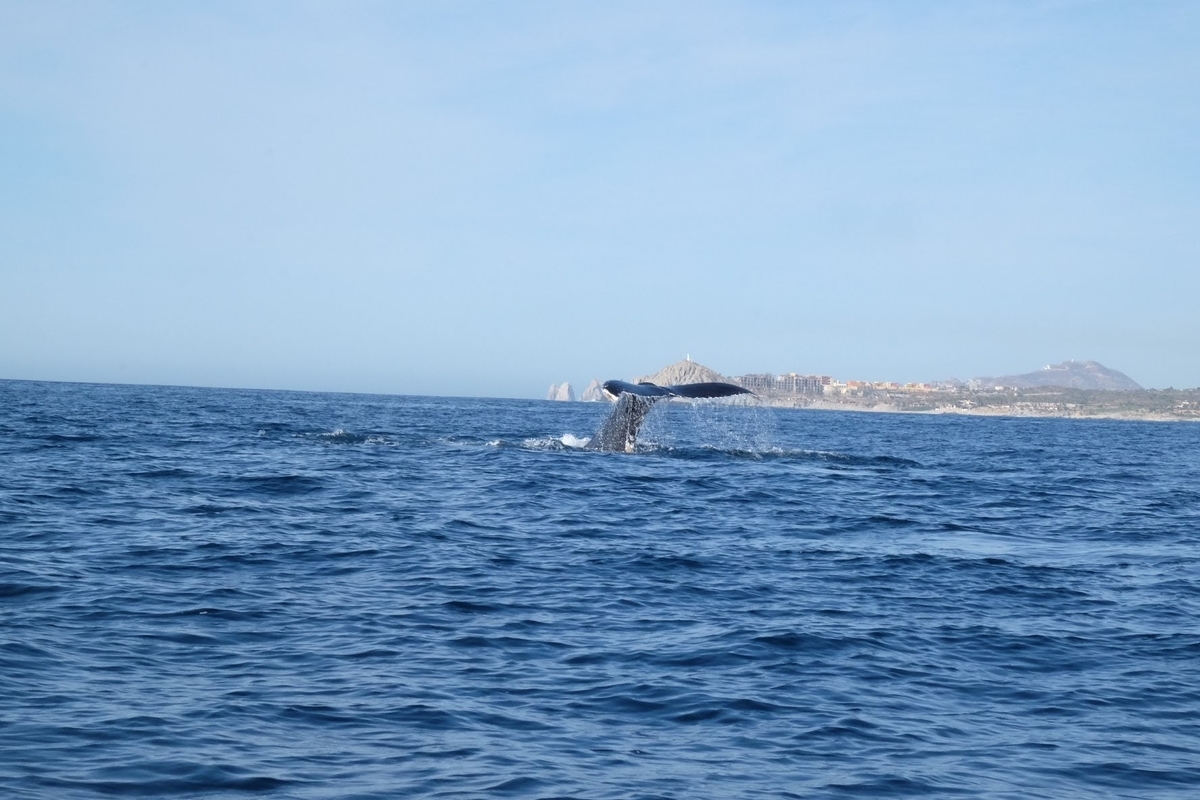 ロスカボス　ホエールウォッチング