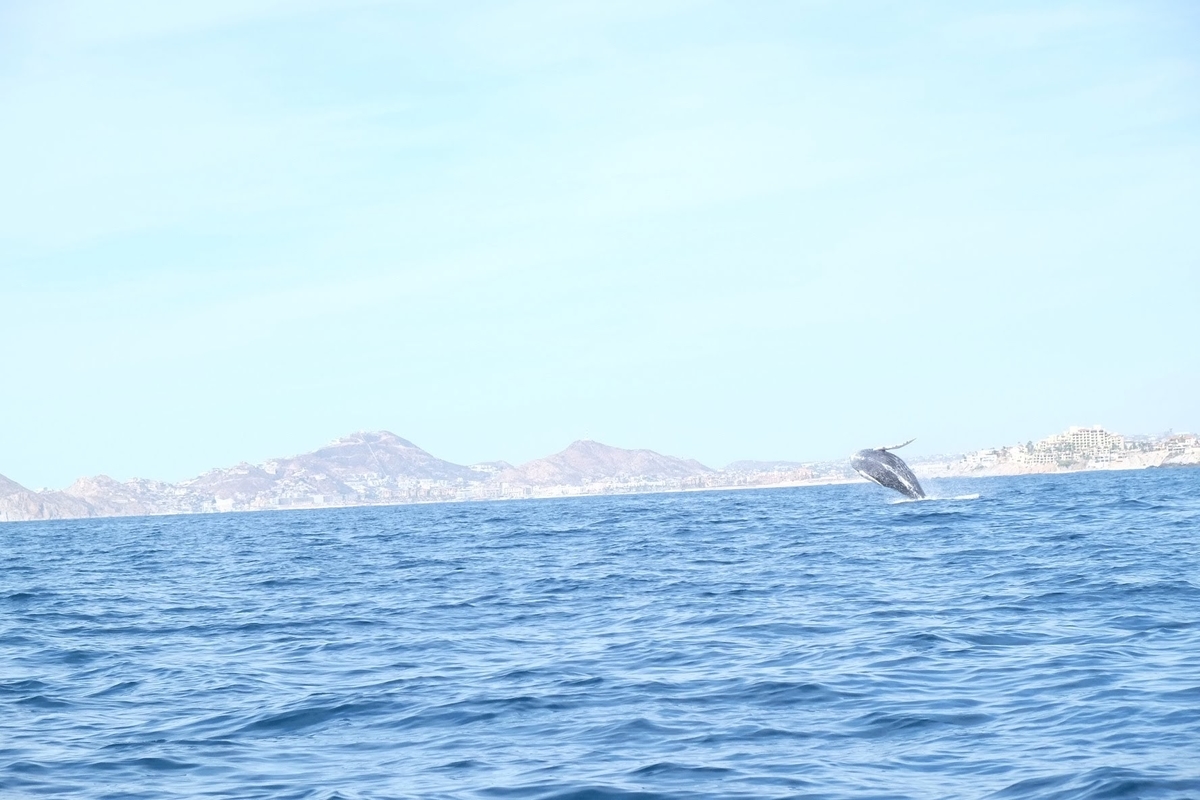 ロスカボス　ホエールウォッチング