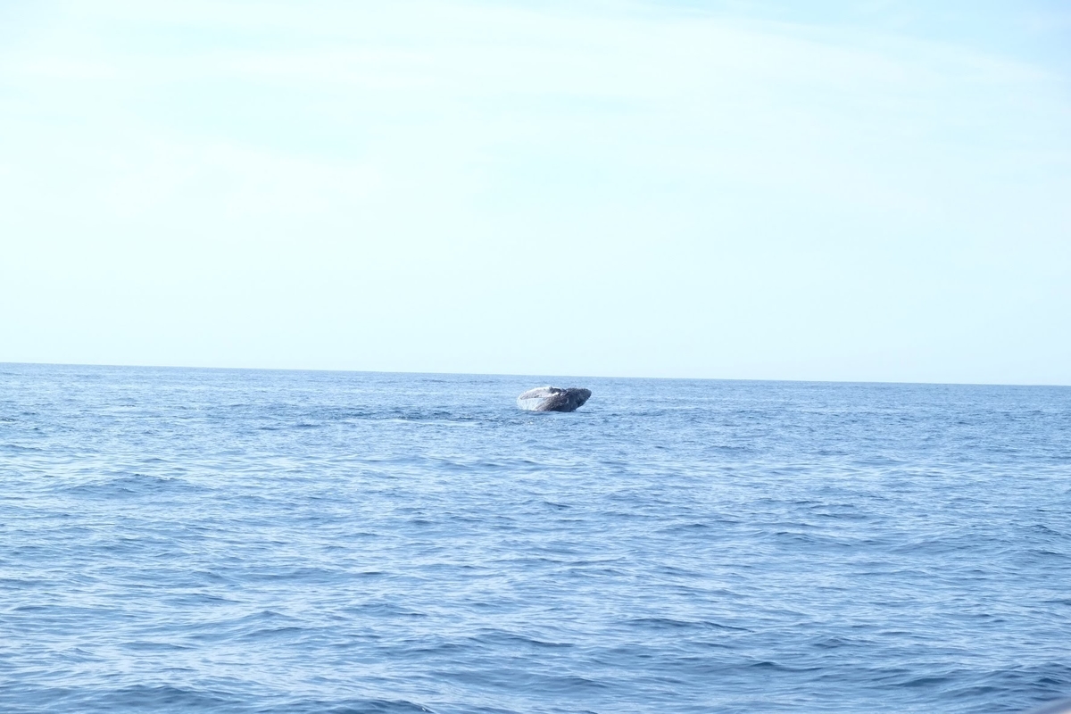 ロスカボス　ホエールウォッチング