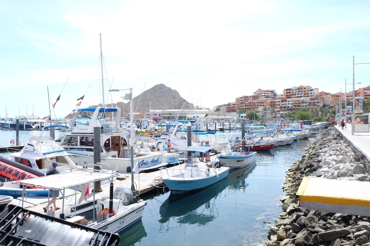 ロスカボス　ホエールウォッチング