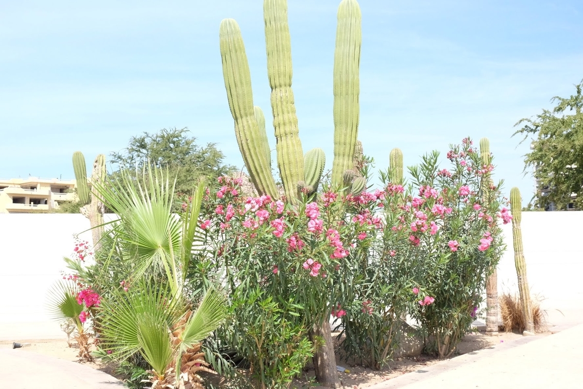 ロスカボス　ホエールウォッチング