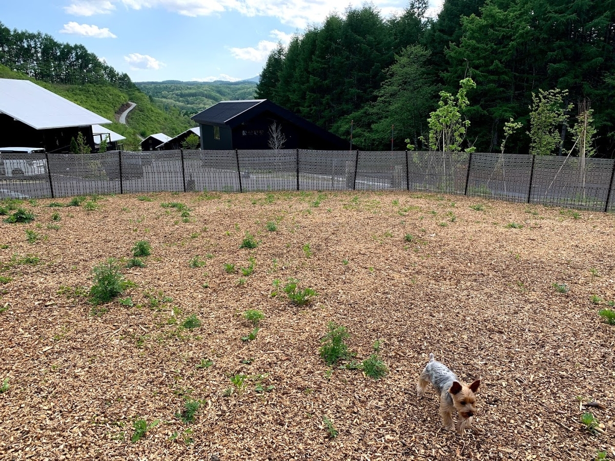 あさま空山望　犬