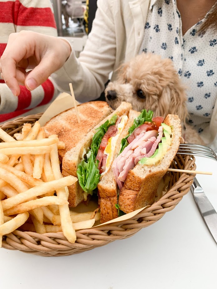 クリスクロス　犬