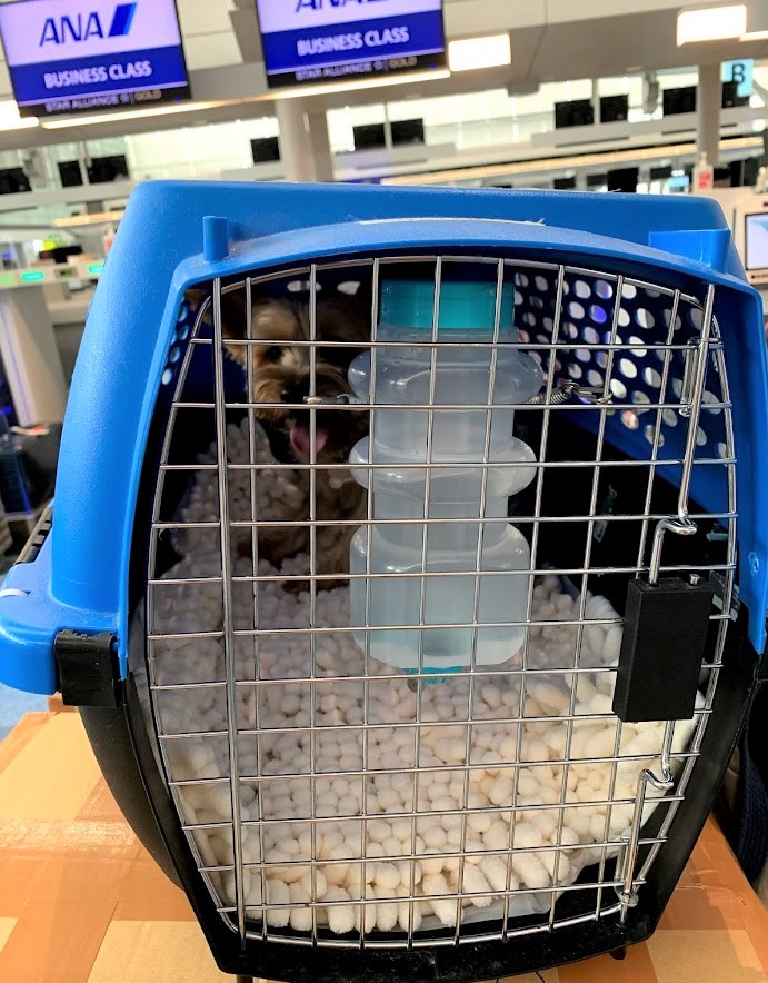 犬とアメリカ コネチカット州へお引越し 旅するヨーキー